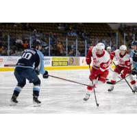 Milwaukee Admirals' Roland McKeown battles Grand Rapids Griffins' Jakub Vrana