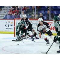 Vancouver Giants' Damian Palmieri battles Everett Silvertips' Caden Zaplitny