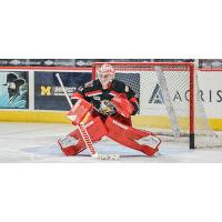 Grand Rapids Griffins goaltender Alex Nedeljkovic