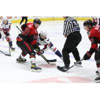 Cincinnati Cyclones' Lee Lapid battles South Carolina Stingrays' Ryan Leibold