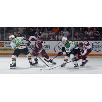 Peterborough Petes battle the London Knights