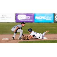 Victoria HarbourCats' Kevin Shea in action